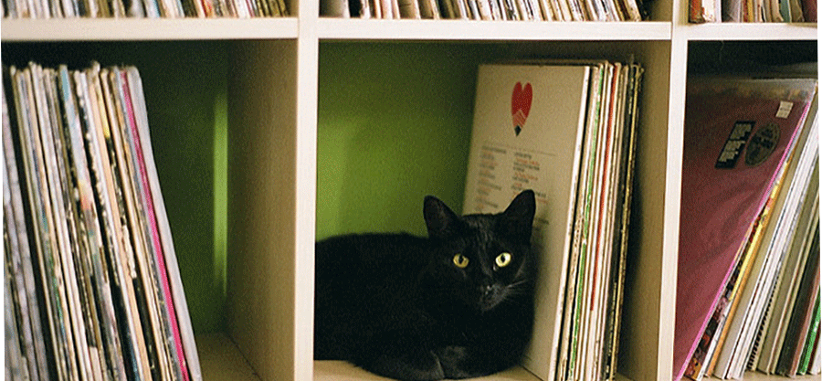 Katze im Plattenregal